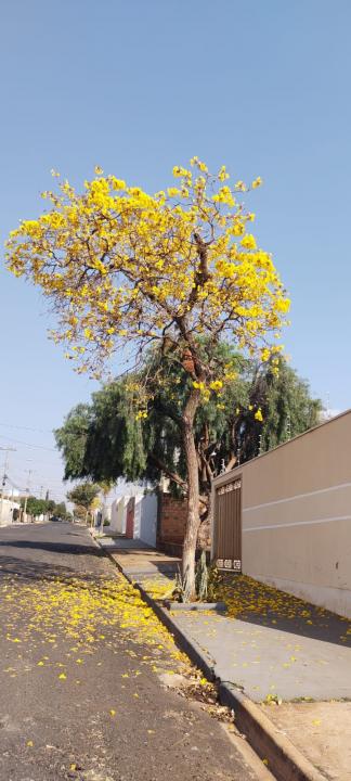 Foto 27 de 31 — Florada dos ipês dá novo colorido a Araraquara e internautas enviam fotos; veja